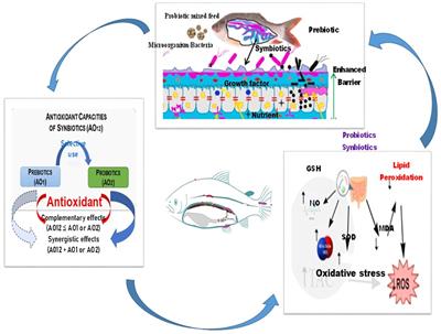 Impact of probiotics, prebiotics, and synbiotics on digestive enzymes, oxidative stress, and antioxidant defense in fish farming: current insights and future perspectives